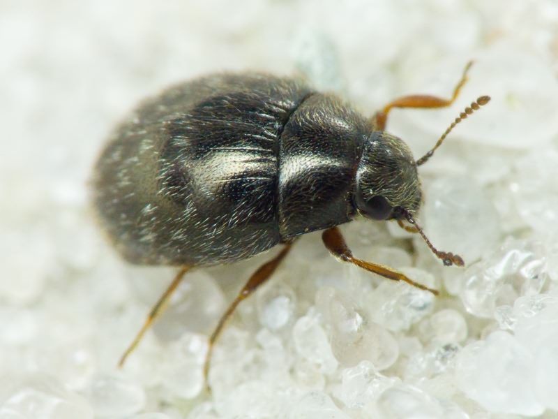 Simplocaria semistriata (Fabricius, 1794)